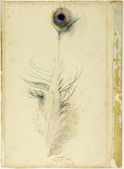 John Ruskin peacocks feather